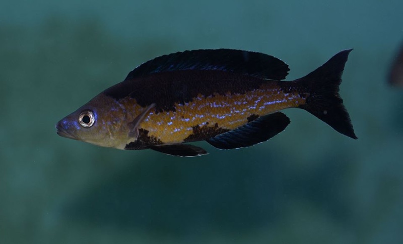 Cyprichromis microlepidotus 'Bilila (Kavala) Island'